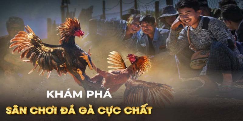 Bỏ túi kinh nghiệm đặt cược đá gà